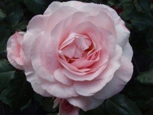 ENGLISH MISS (floribunda)